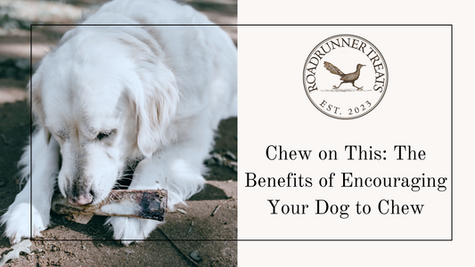 Chew on This: The Benefits of Encouraging Your Dog to Chew