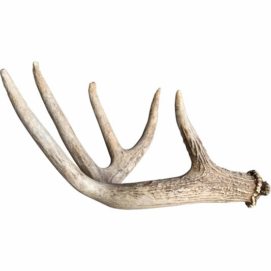 Whitetail Deer Antler